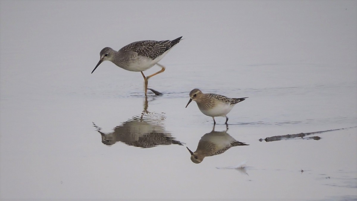 Lesser Yellowlegs - Daniel Casey