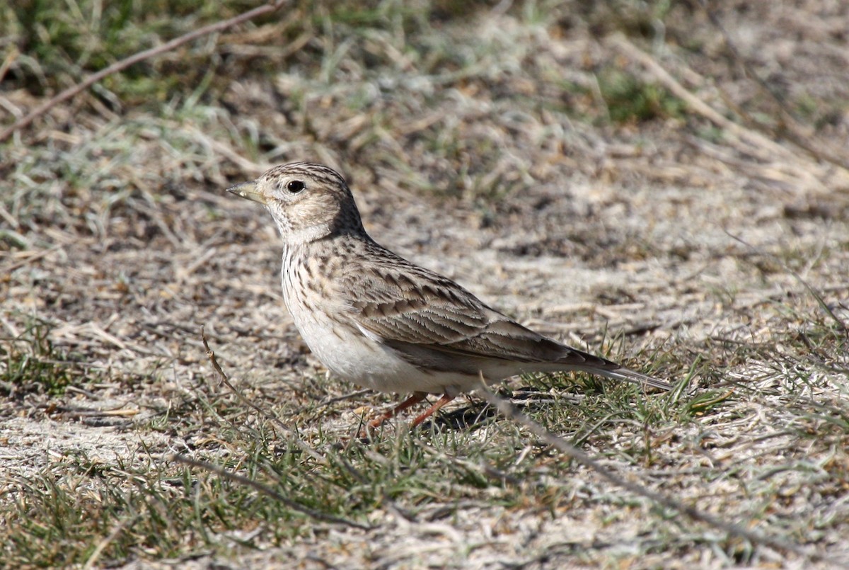 Turkestan Short-toed Lark - ML112871991