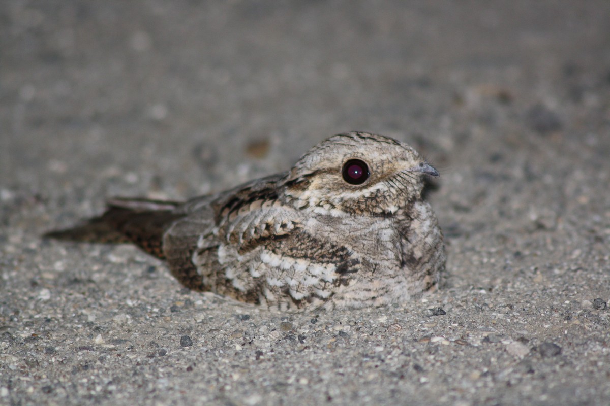 Өрнийн эргүүбор - ML112872811