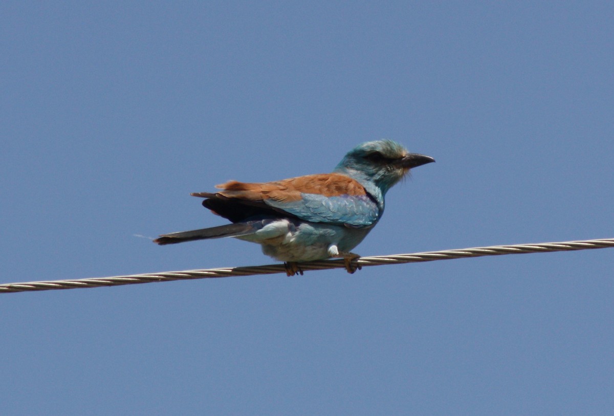 European Roller - ML112873011