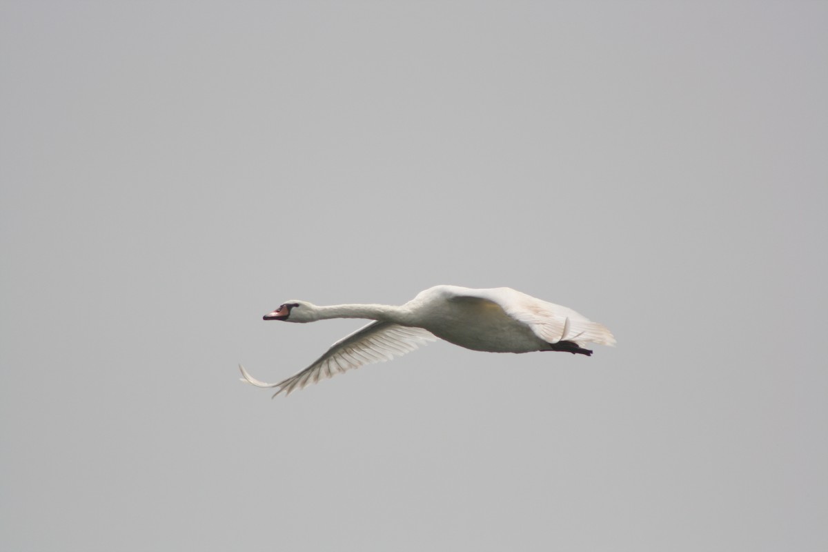 Mute Swan - ML112873461