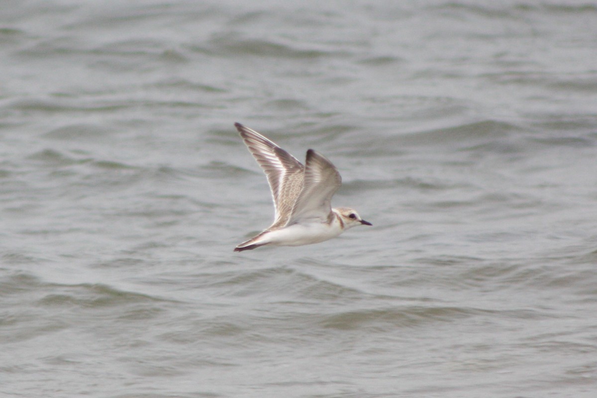 Kentish Plover - ML112873511