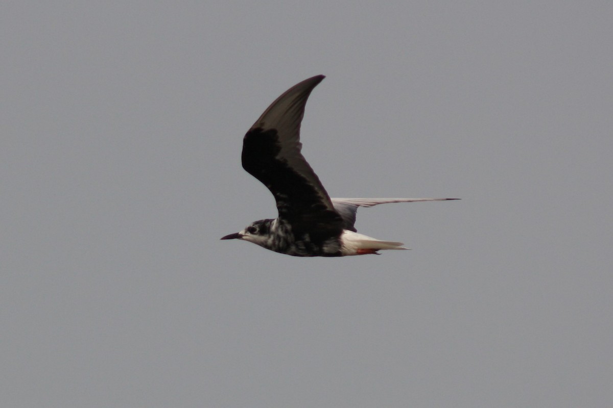 White-winged Tern - ML112873891