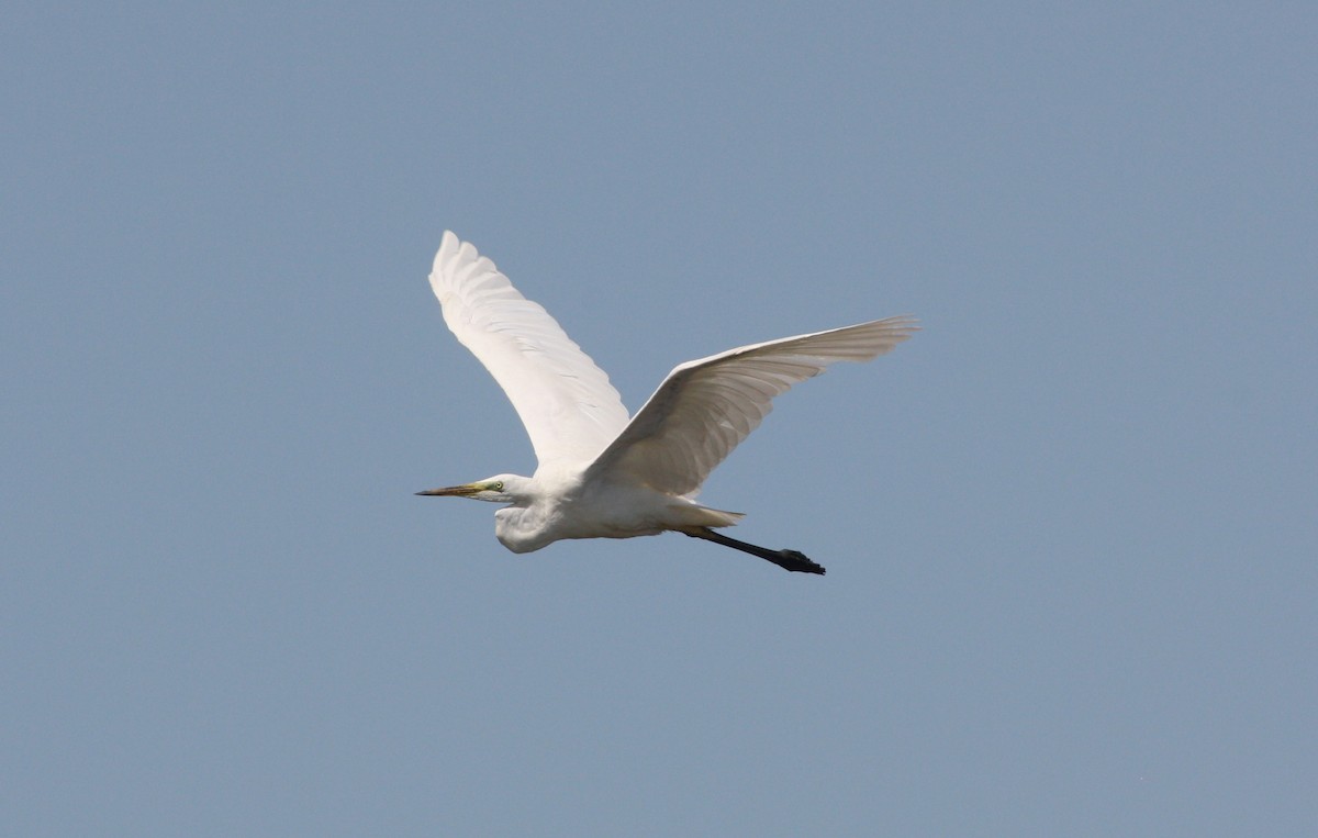 Great Egret - ML112874501