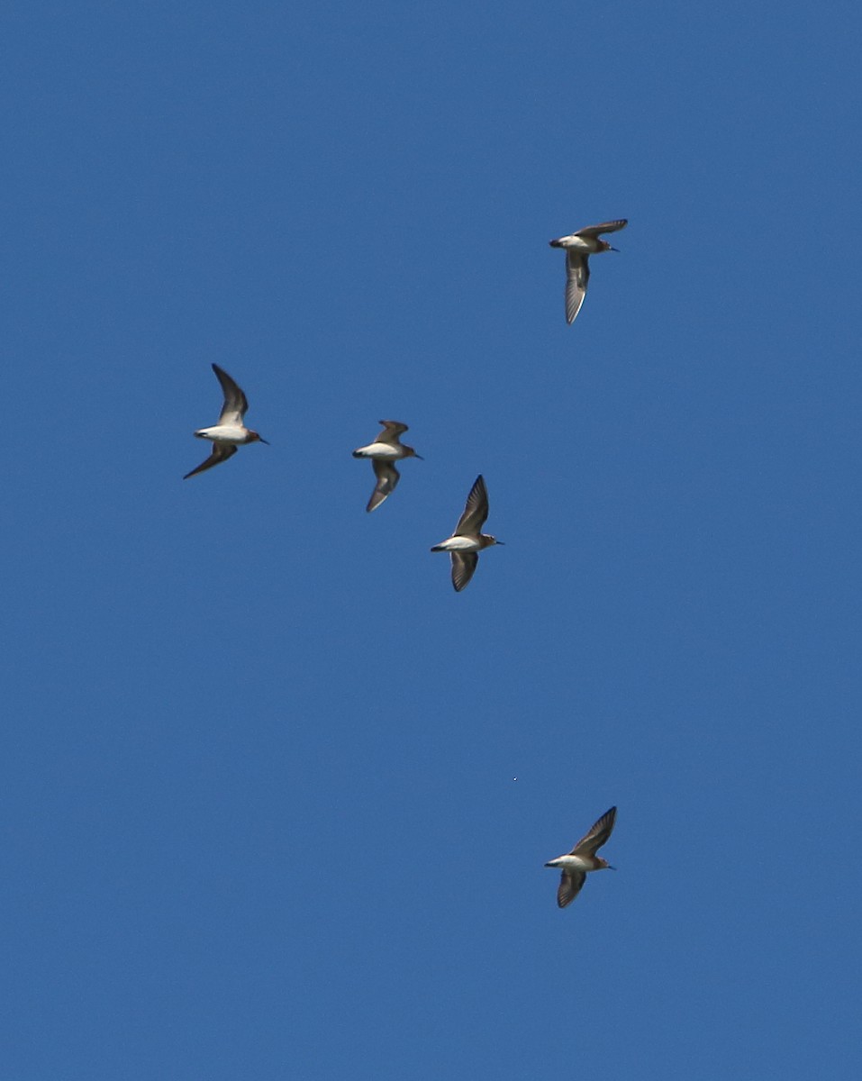 Baird's Sandpiper - ML112874581