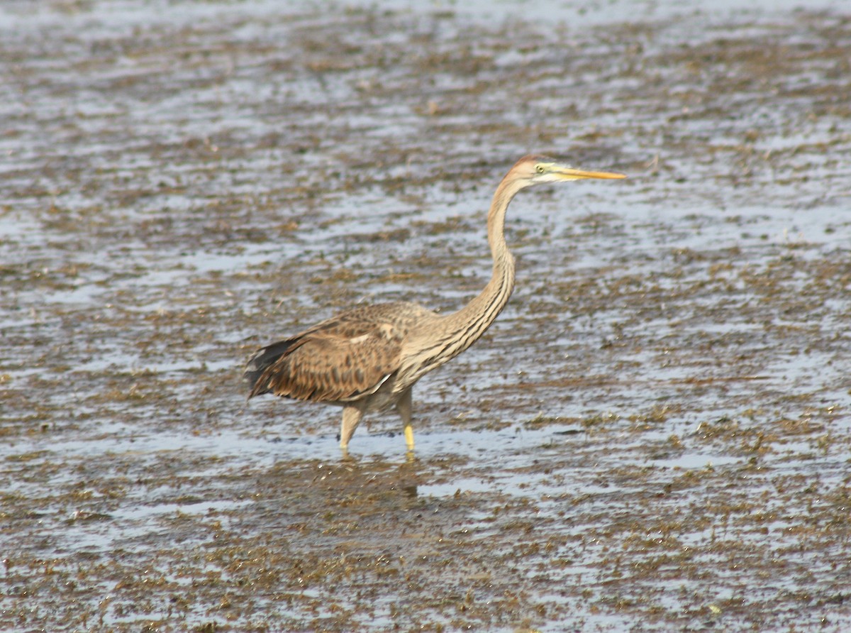 Purple Heron - ML112875141