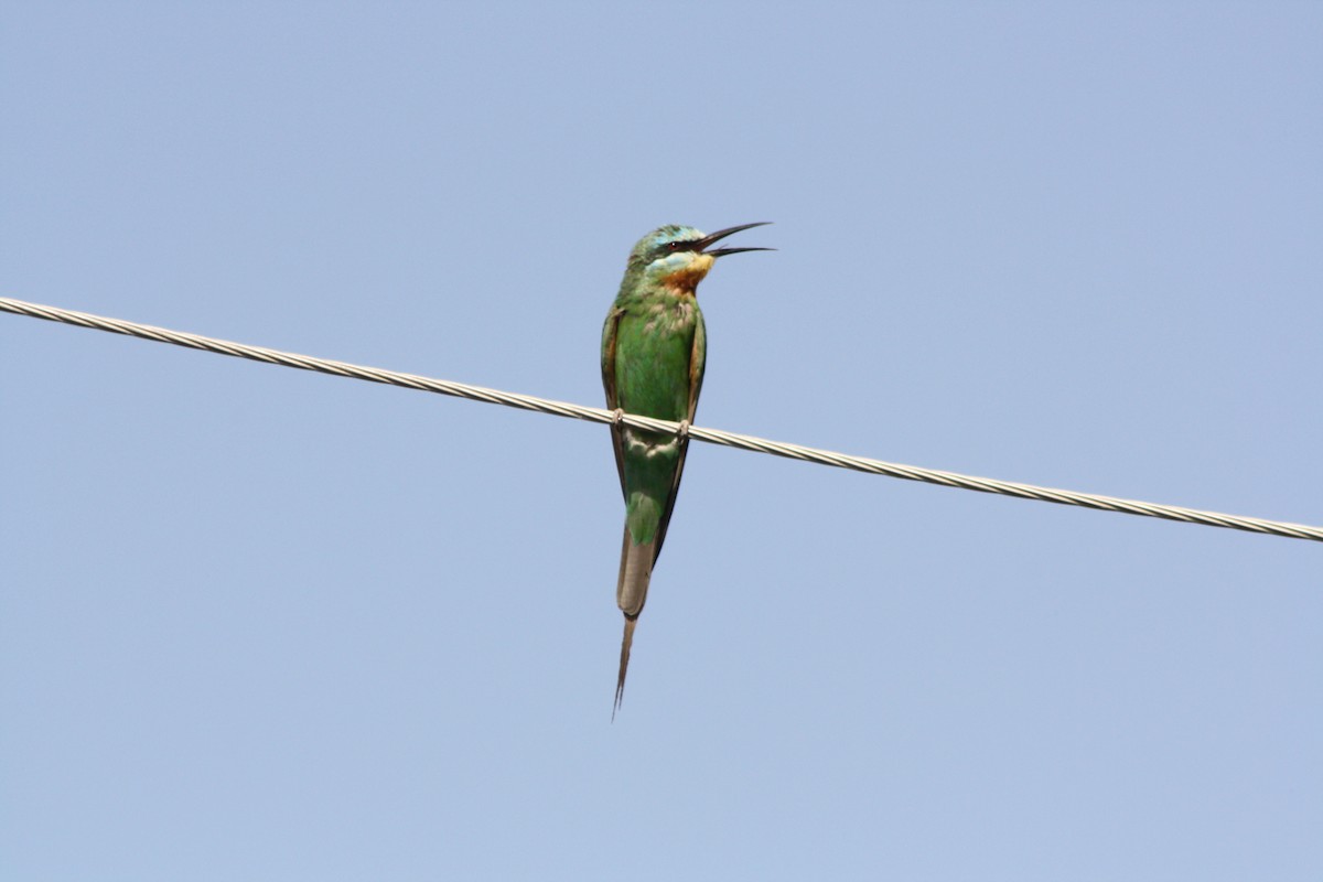 Blue-cheeked Bee-eater - Christian Goenner