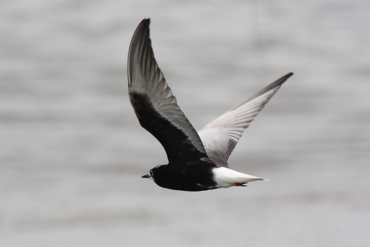 White-winged Tern - ML112875521