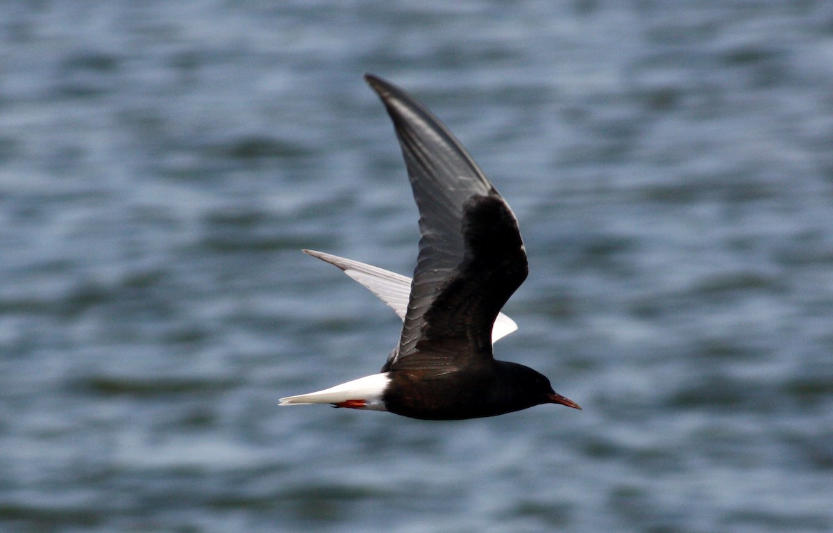 Буурал хараалай - ML112875741