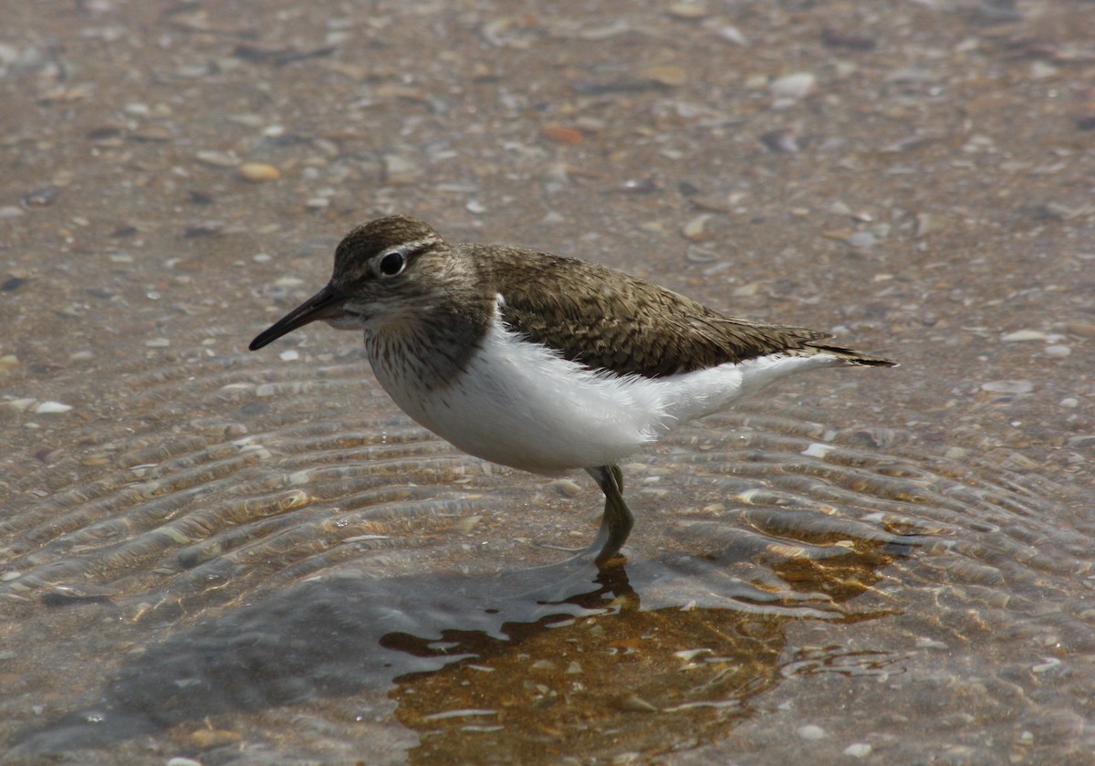 Common Sandpiper - ML112875891