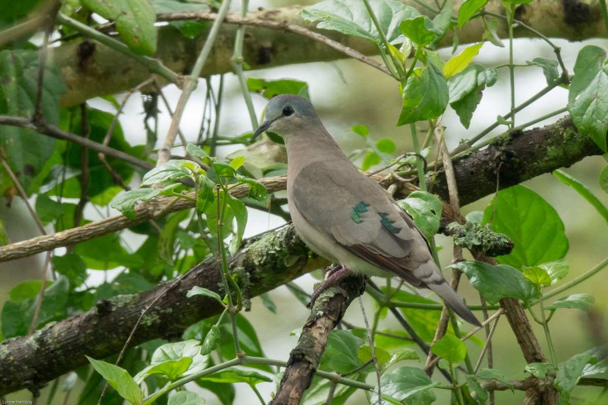 Emerald-spotted Wood-Dove - ML112877341