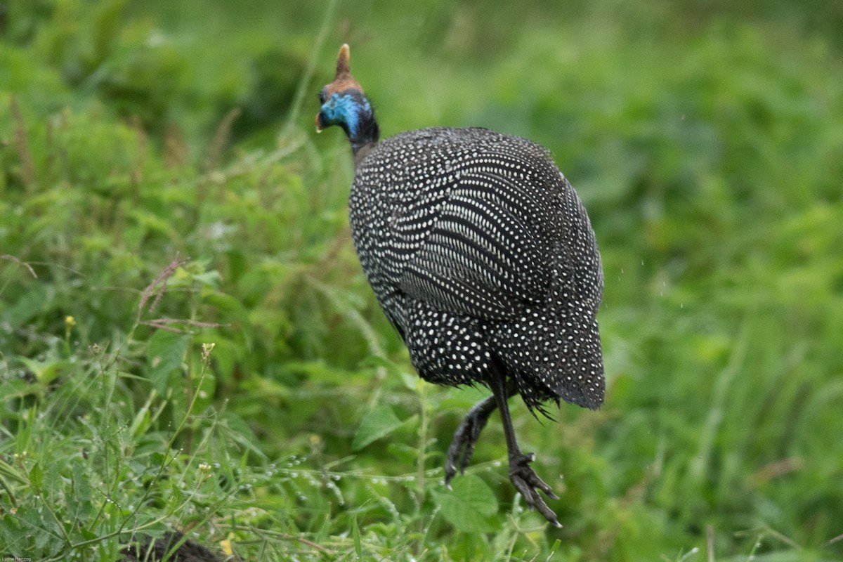 Helmeted Guineafowl - Lynne Hertzog