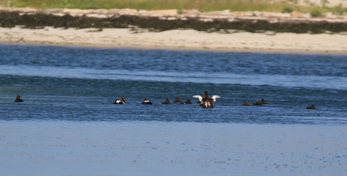 Common Eider - ML112878151