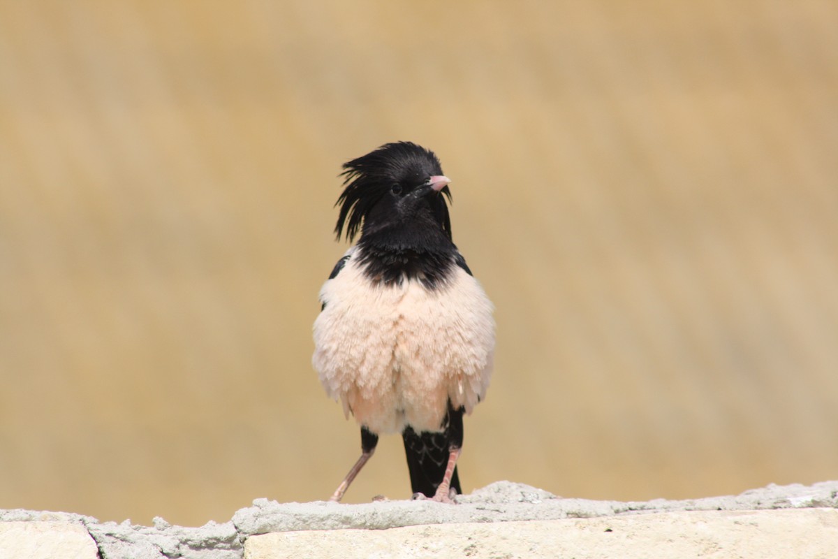 Rosy Starling - ML112878391