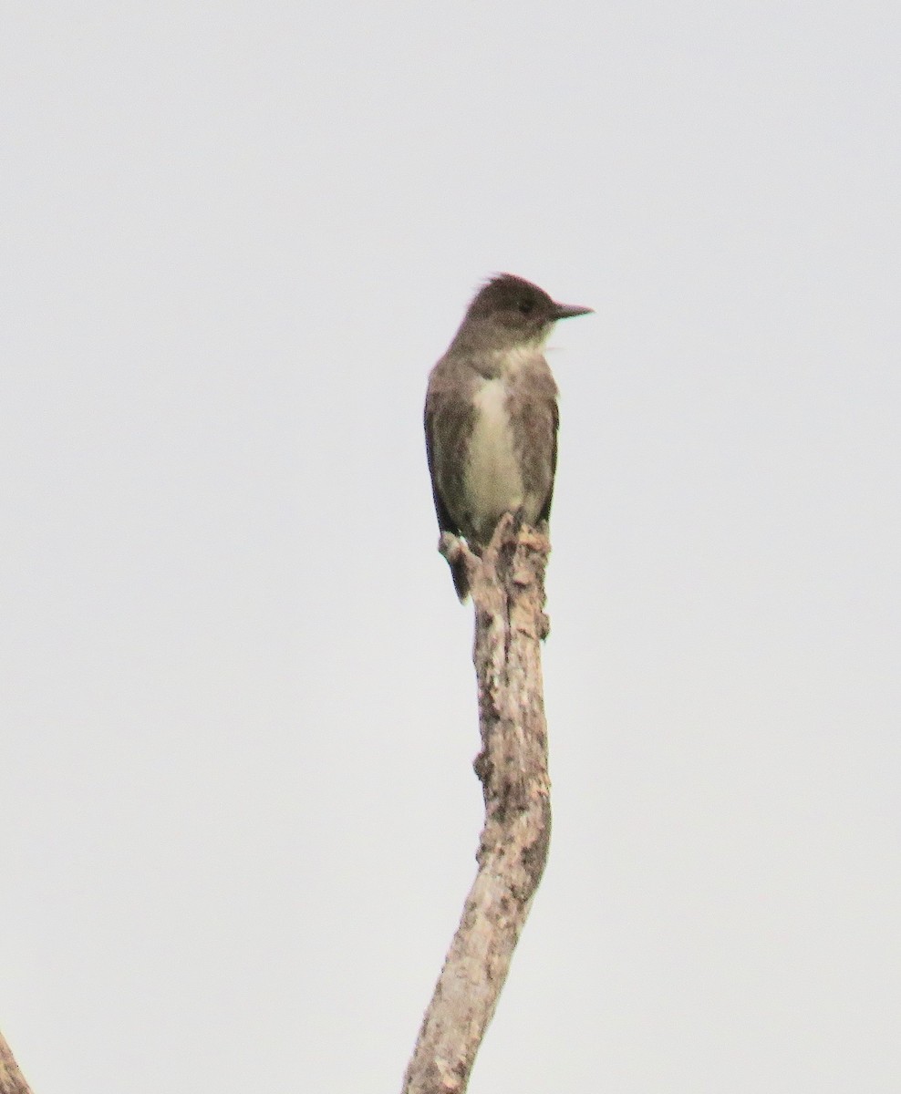 Olive-sided Flycatcher - Ann Tanner