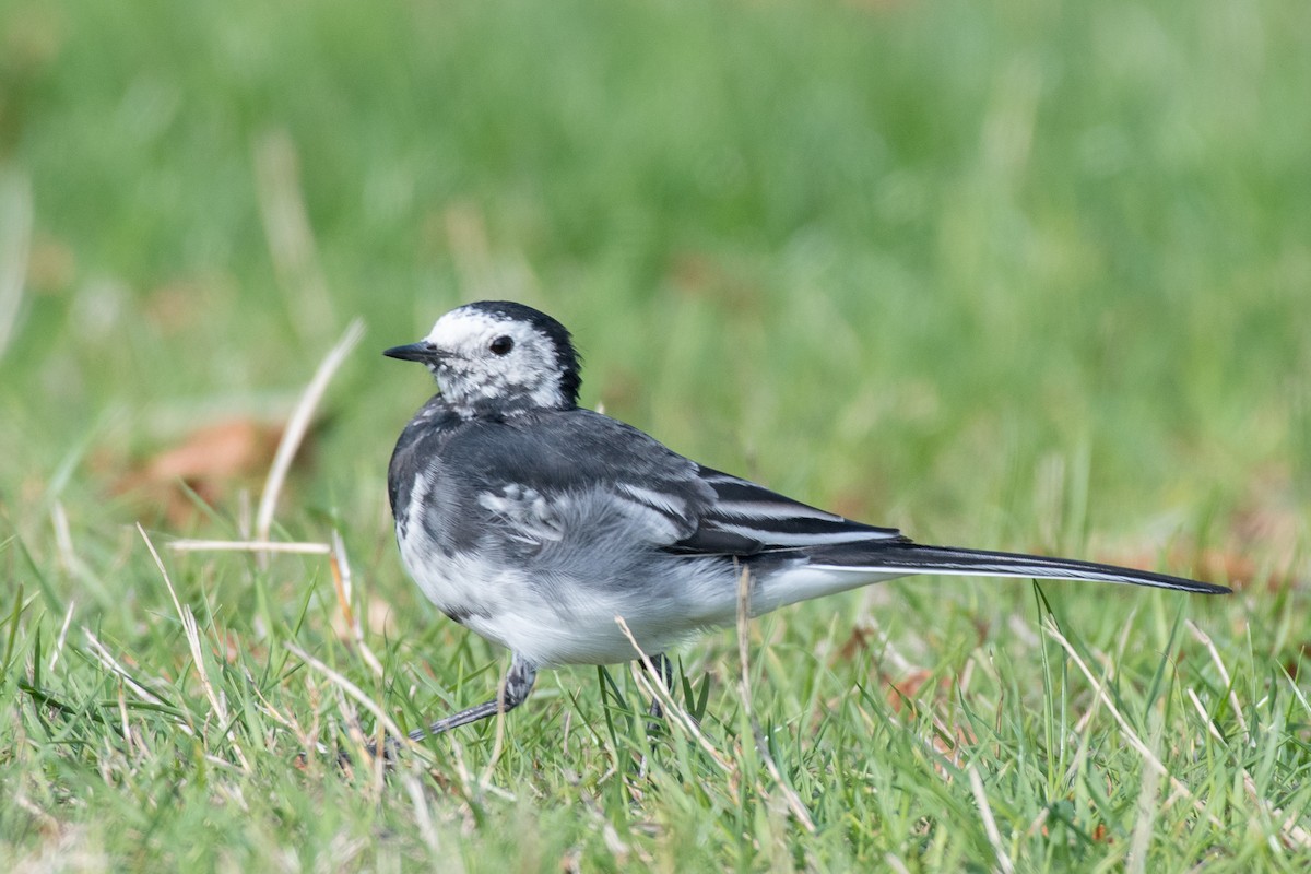 White Wagtail - Delia Walker