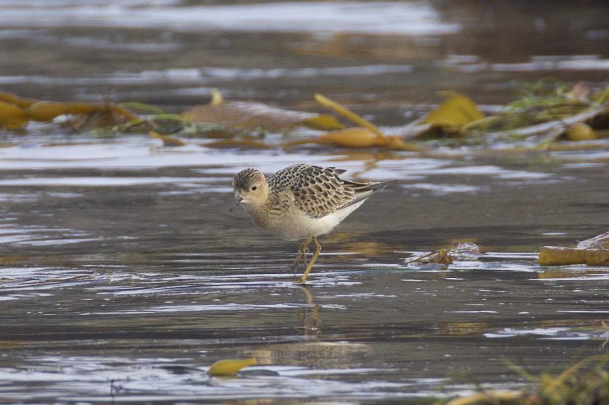 Buff-breasted Sandpiper - ML112879391