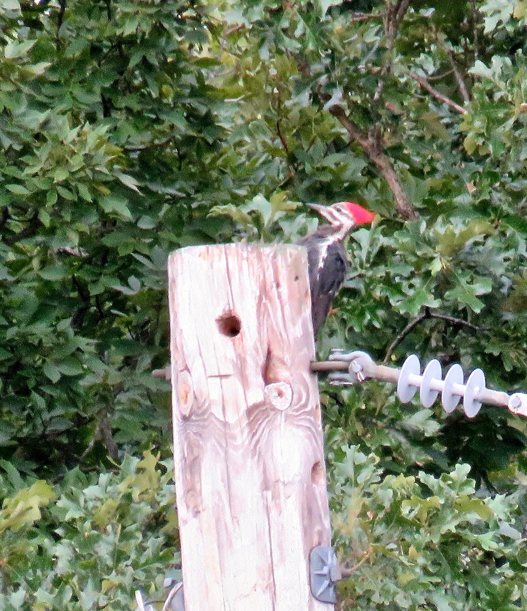 Pileated Woodpecker - Ann Tanner