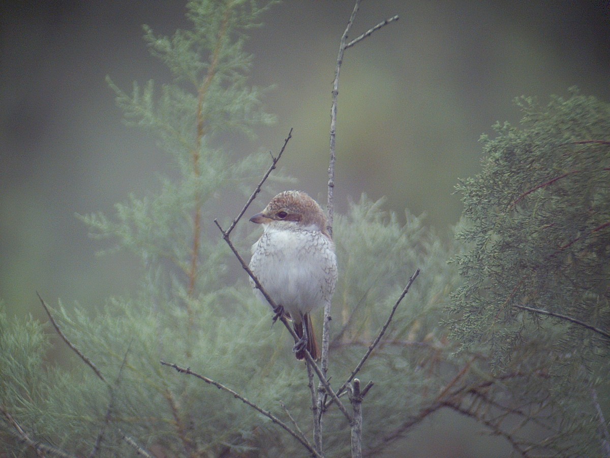 Red-backed Shrike - Christian Goenner