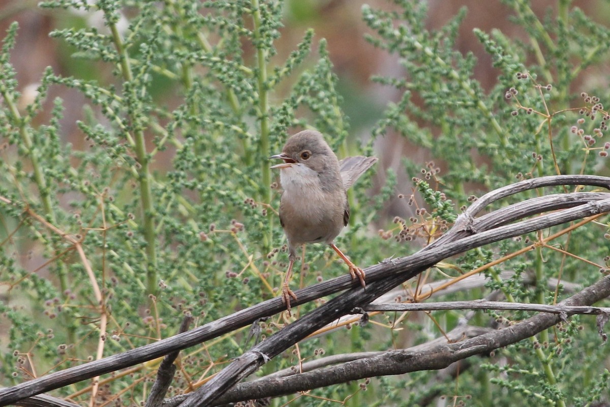 Menetries's Warbler - ML112880151