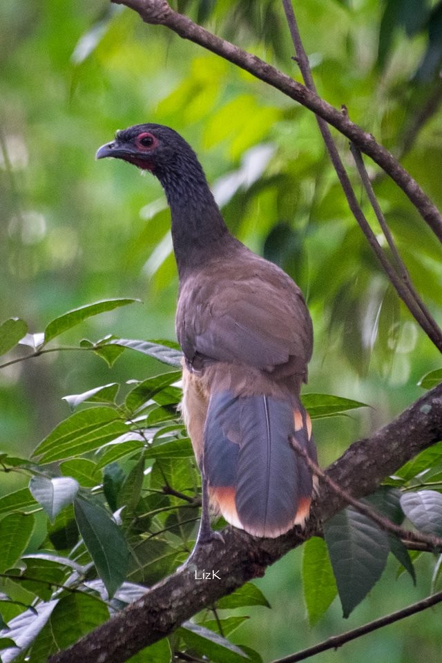 West Mexican Chachalaca - ML112880561