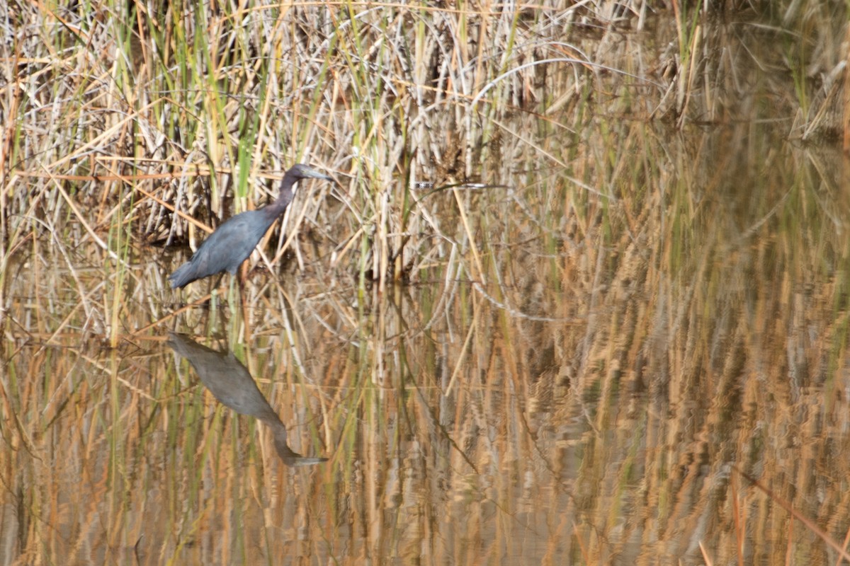 Little Blue Heron - ML112880751