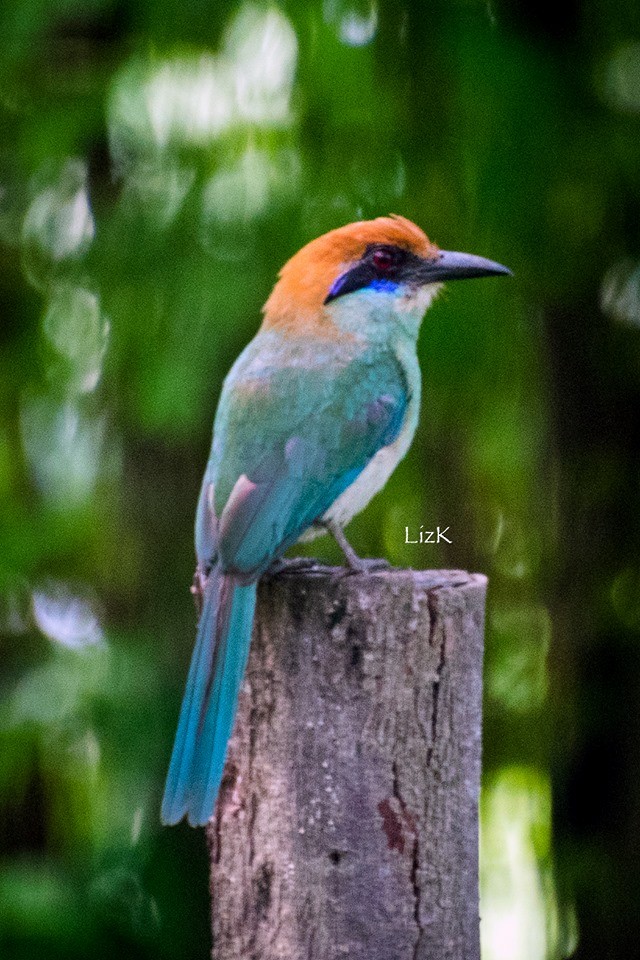 Russet-crowned Motmot - ML112881381