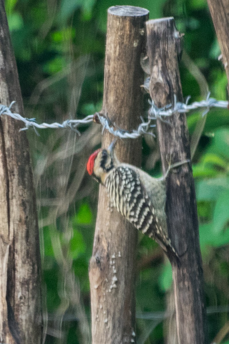 Ladder-backed Woodpecker - ML112881511