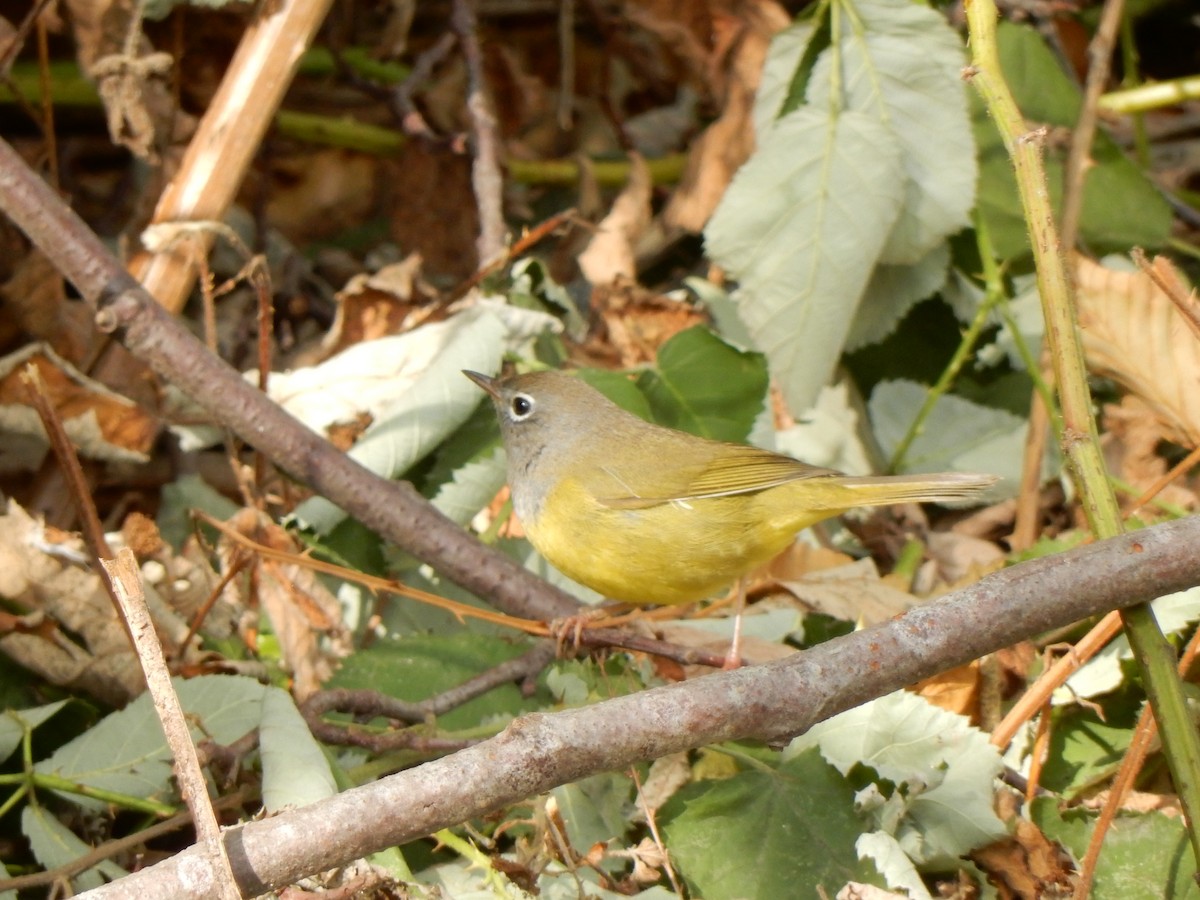 MacGillivray's Warbler - ML112881531