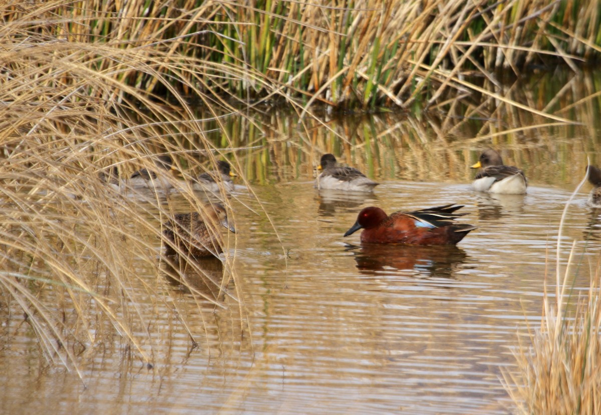 Cinnamon Teal - Will Sweet