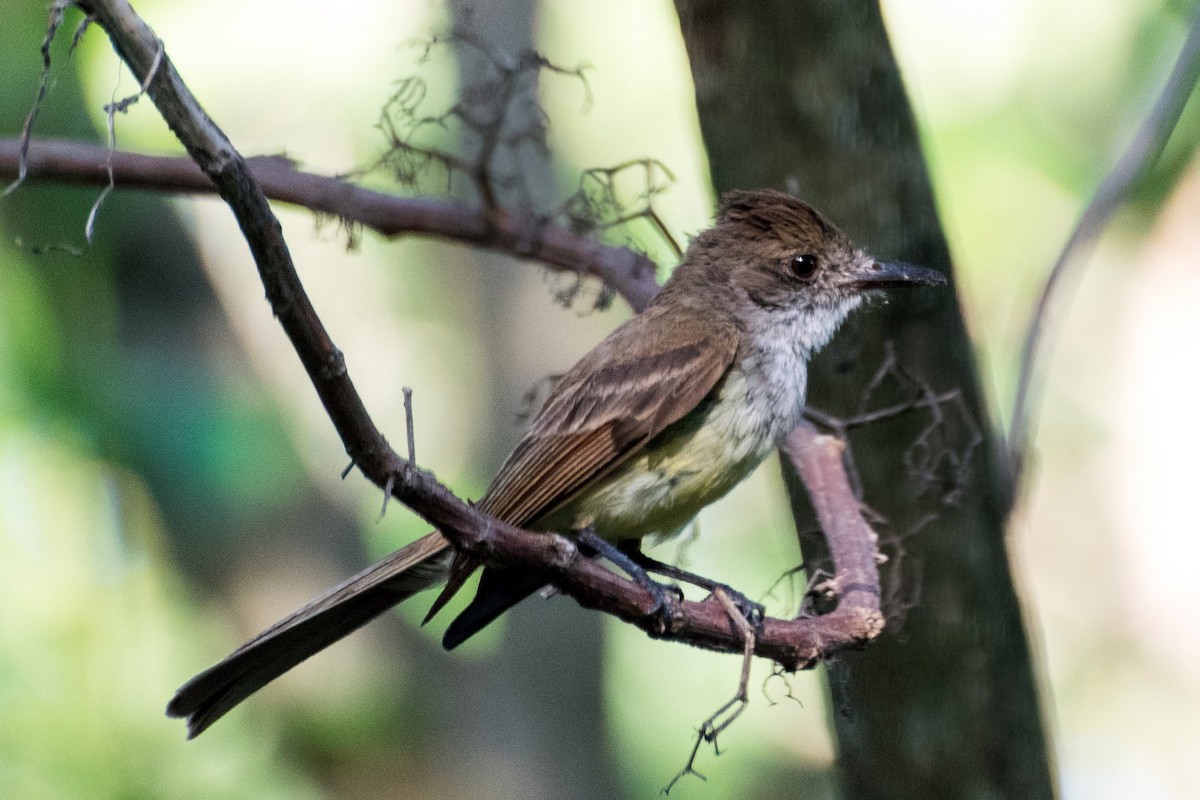 Dusky-capped Flycatcher - ML112881581