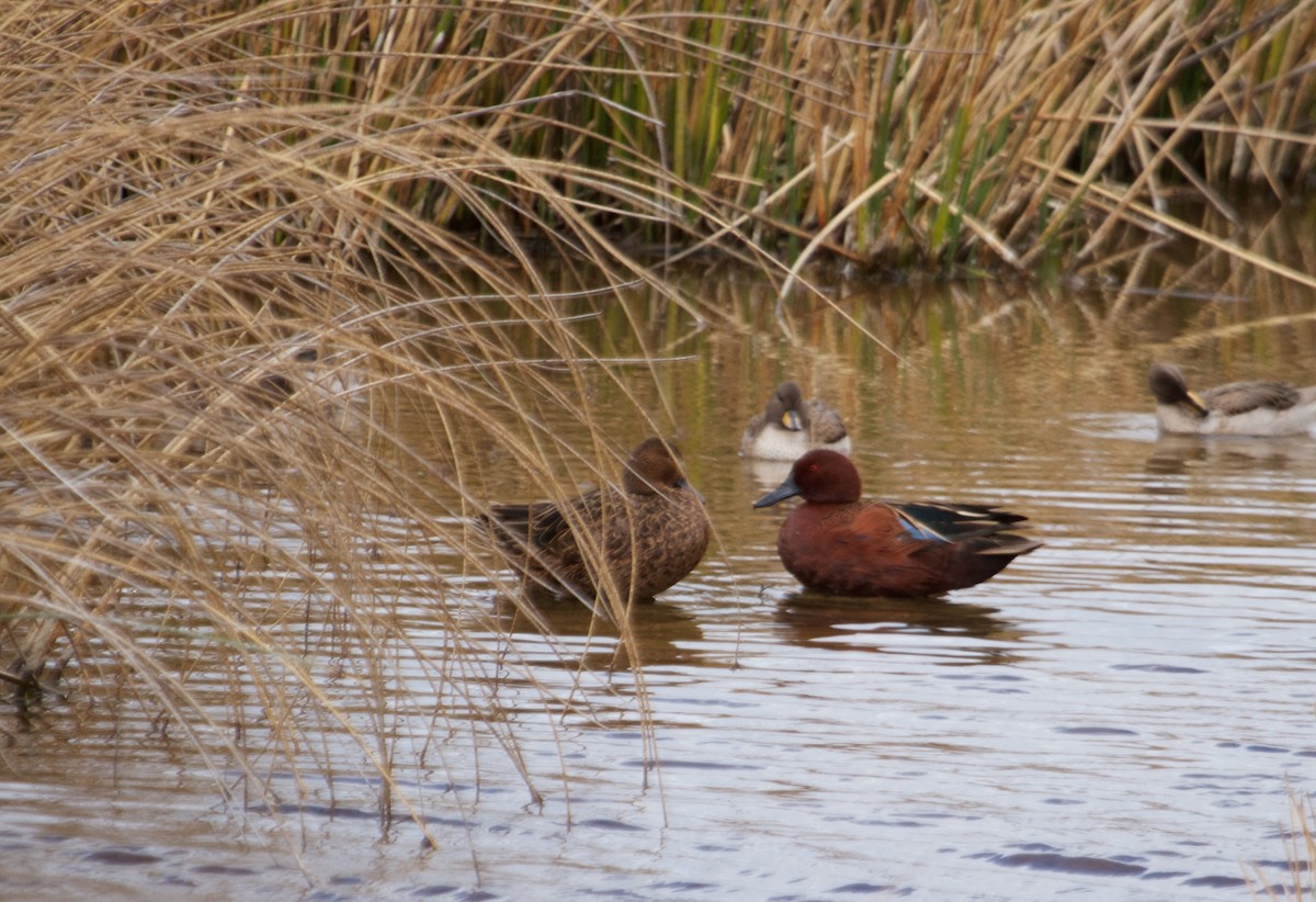 Cinnamon Teal - Will Sweet