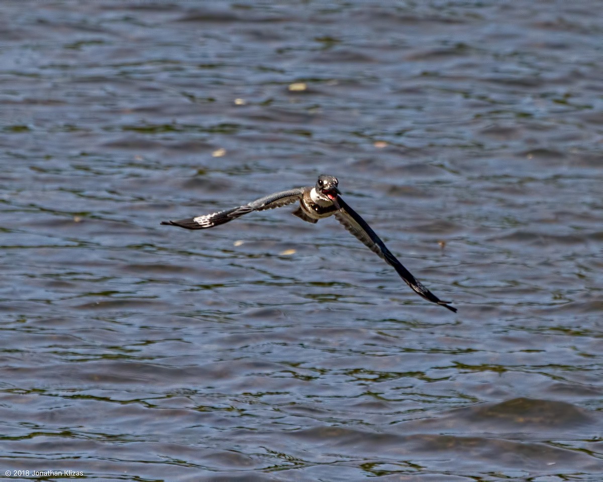Belted Kingfisher - ML112882521