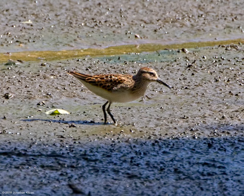 Least Sandpiper - ML112882581