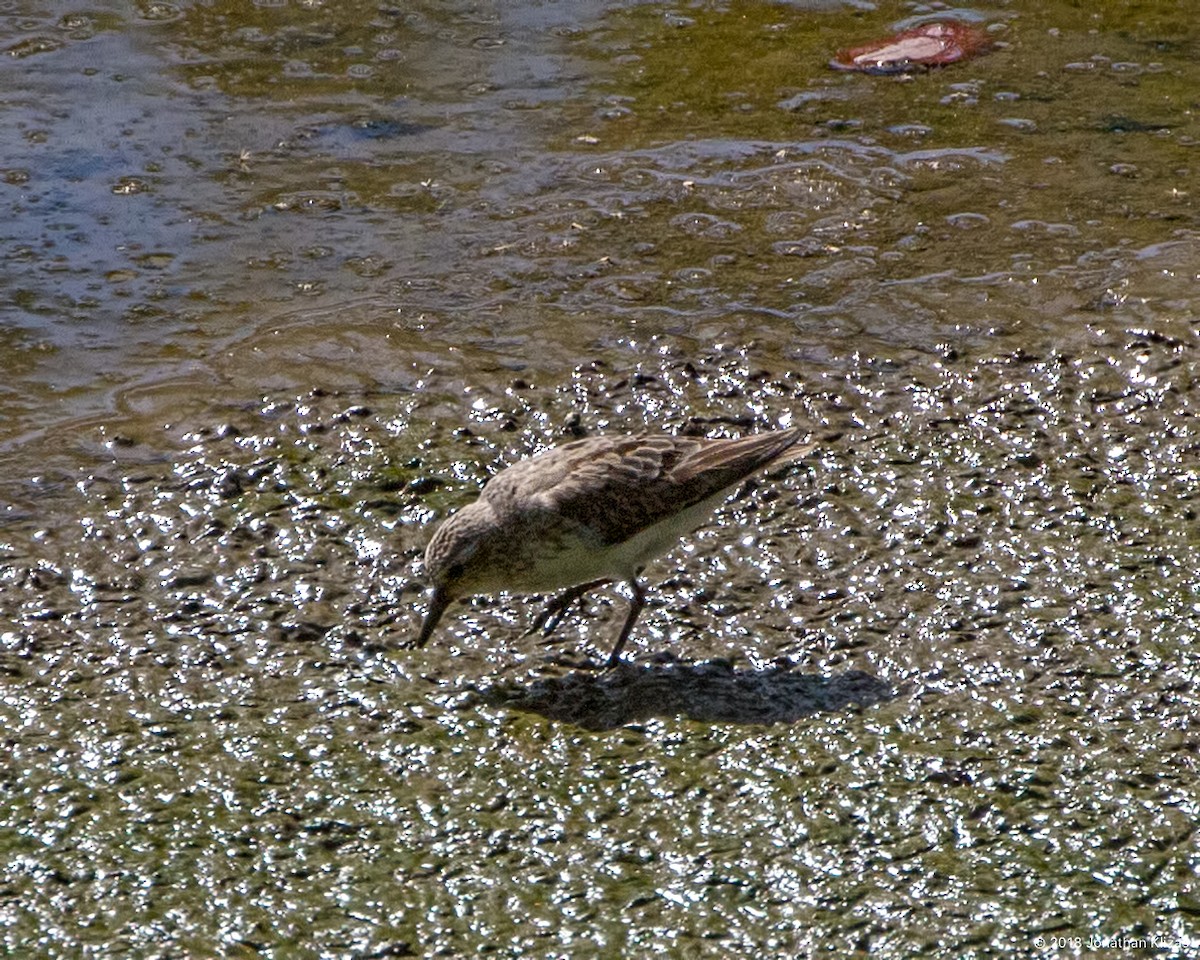 Semipalmated Sandpiper - Jonathan Klizas