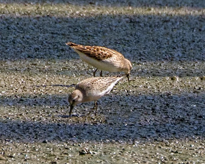 Semipalmated Sandpiper - ML112882631