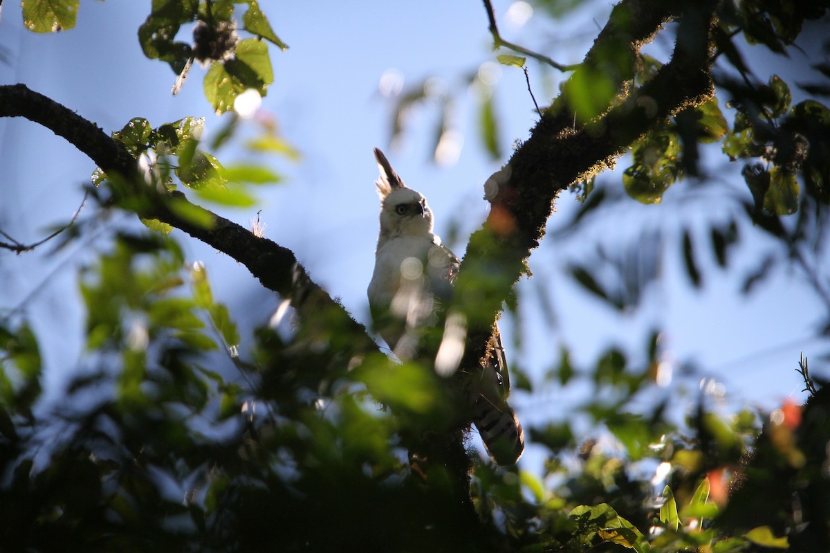 Ornate Hawk-Eagle - ML112882641