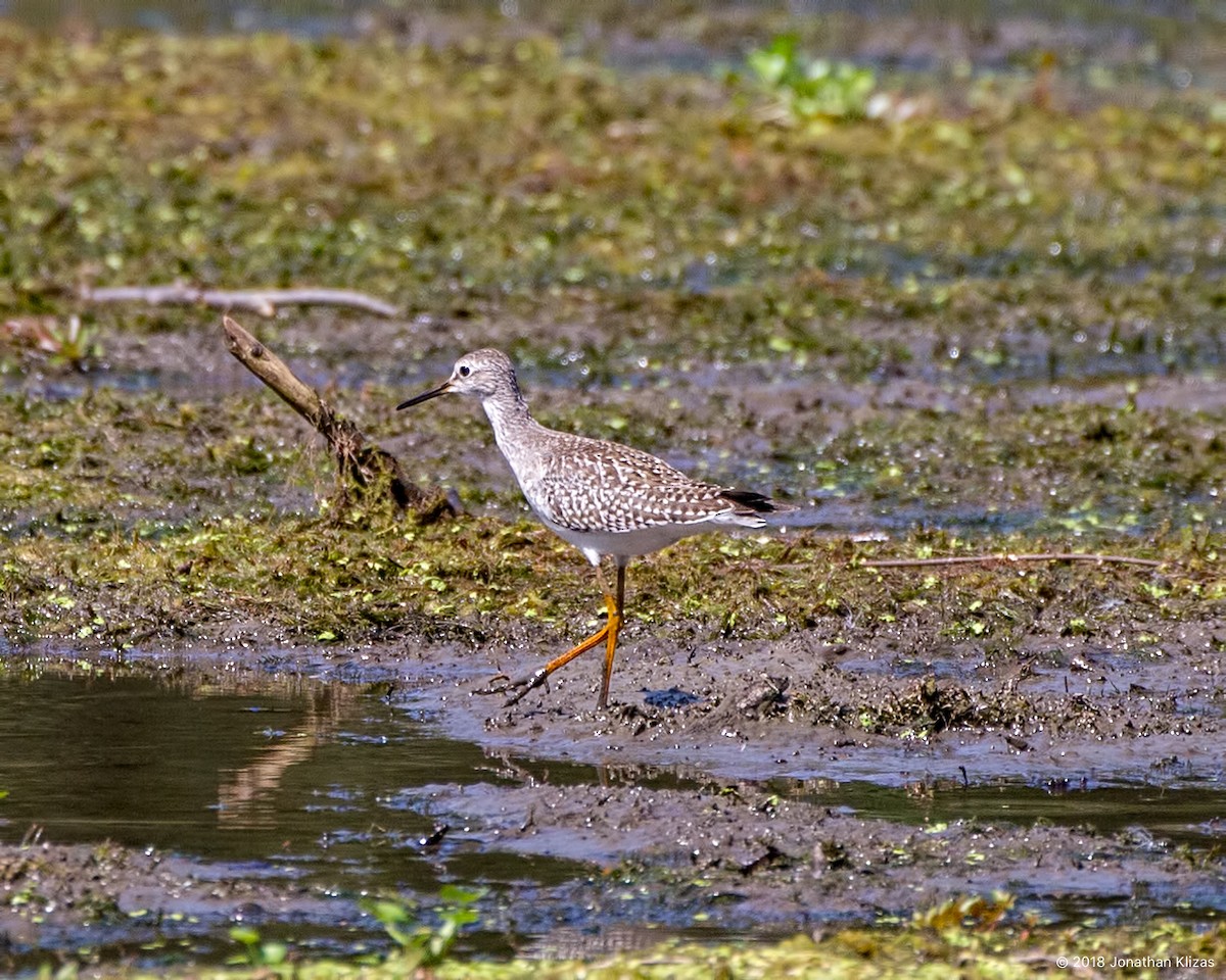 Lesser Yellowlegs - ML112882701