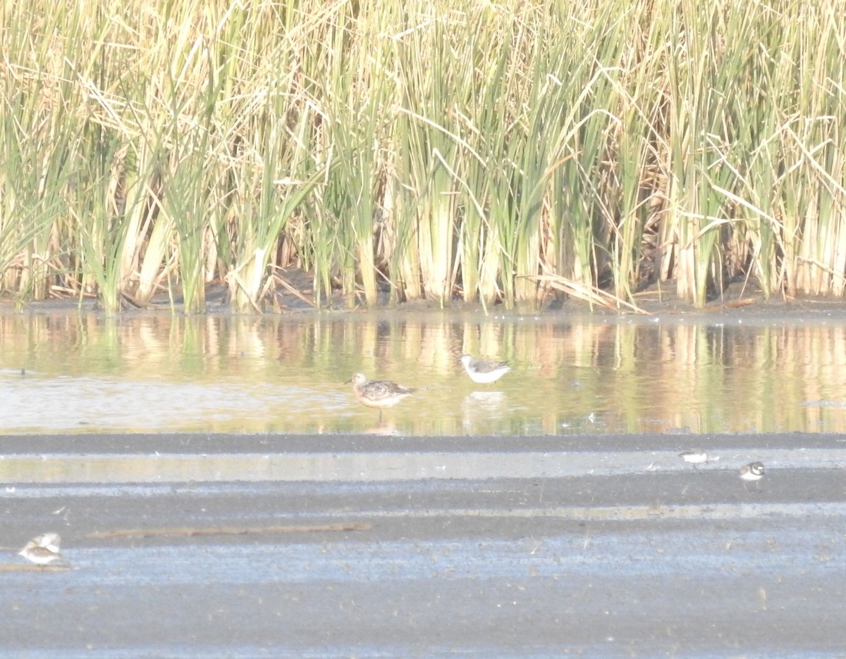 Red Knot - ML112882811