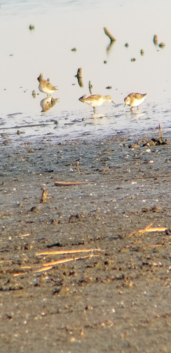 Western Sandpiper - ML112883431