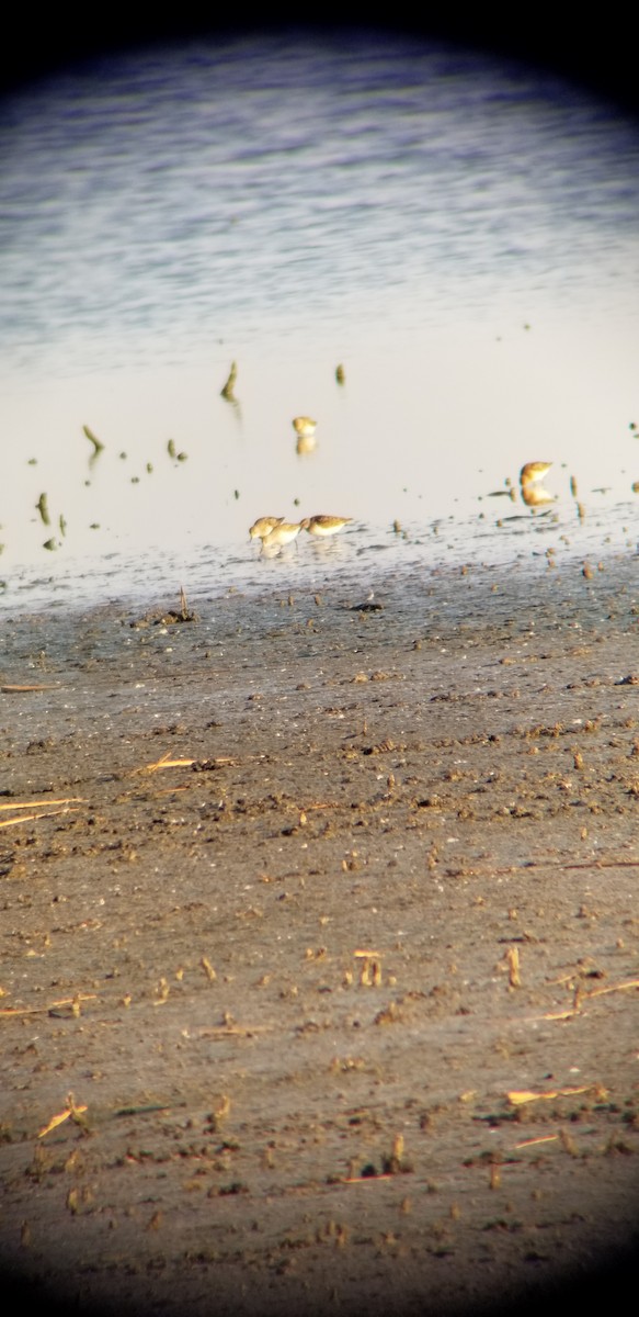 Western Sandpiper - ML112883541