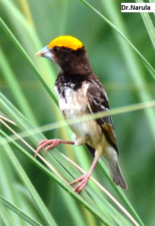 Black-breasted Weaver - ML112884401
