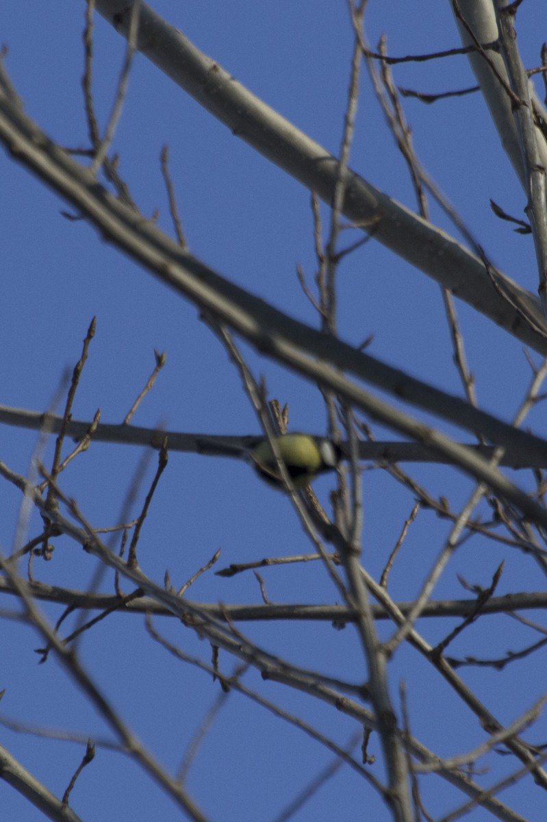 Great Tit - Salih MALAKCIOGLU