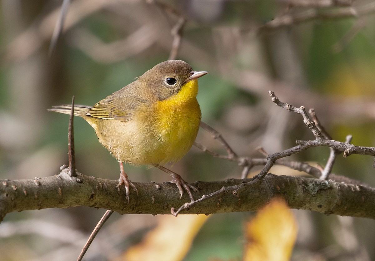 Common Yellowthroat - Suzanne Labbé