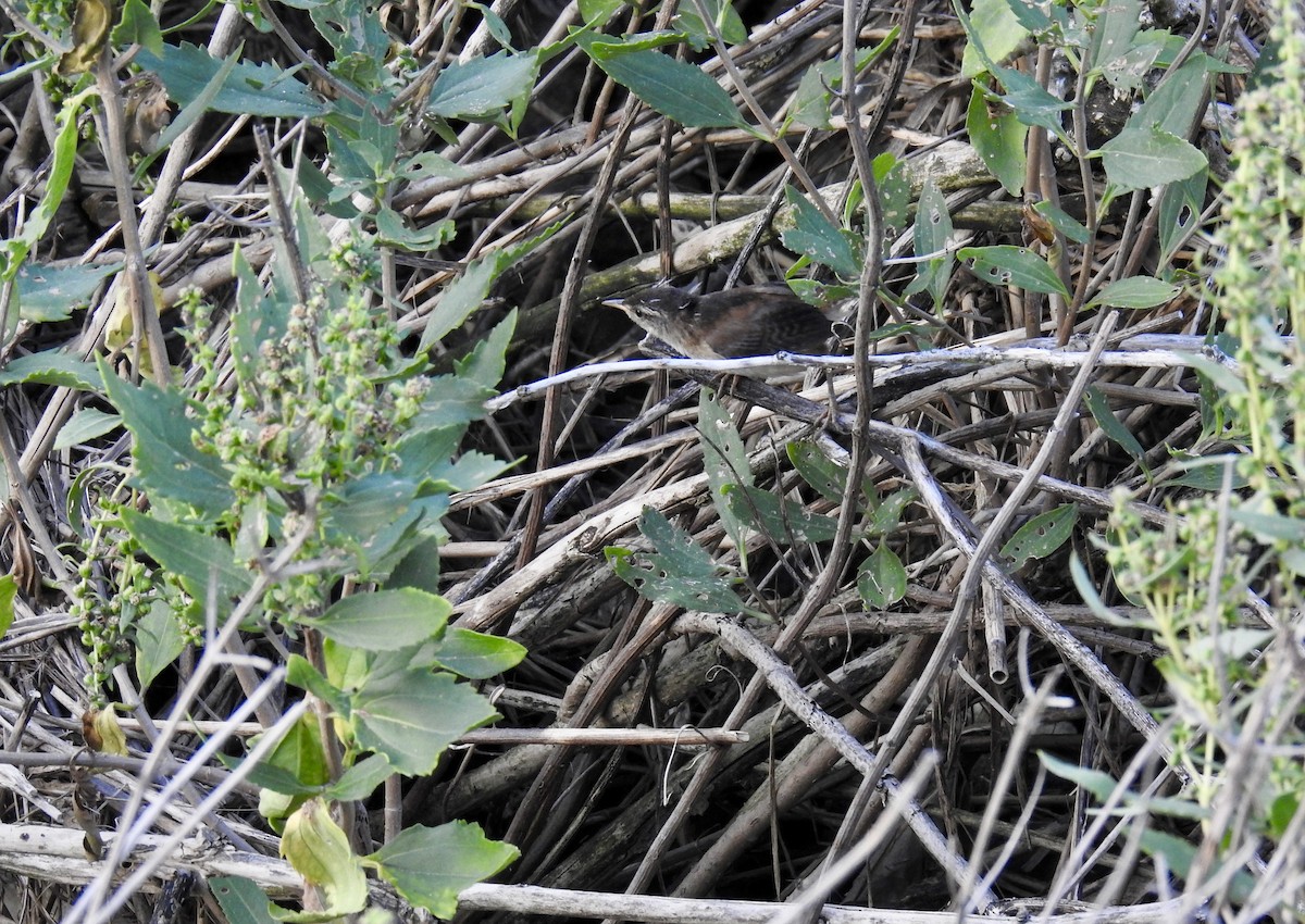 Marsh Wren - ML112886691