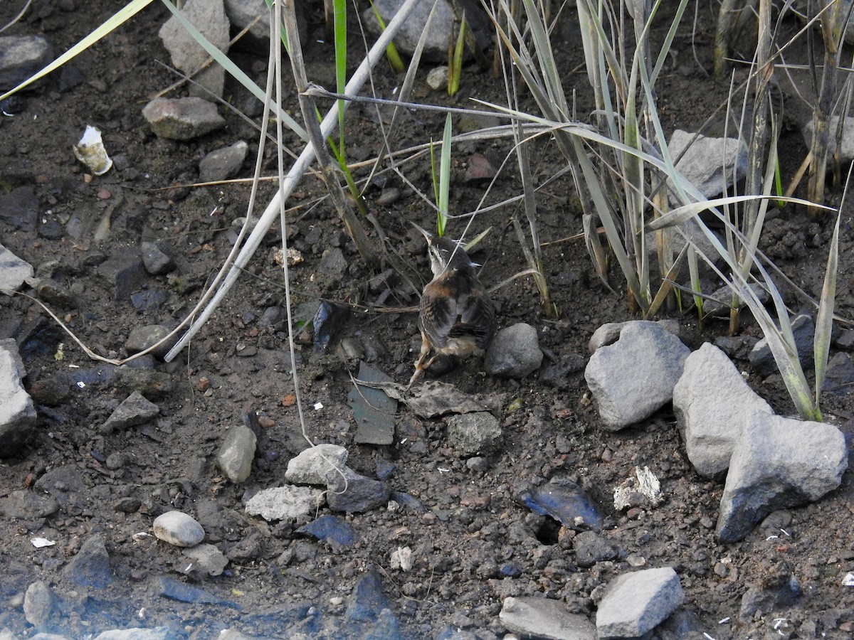 Marsh Wren - ML112886701