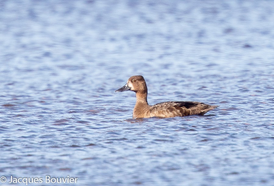 Lesser Scaup - Jacques Bouvier