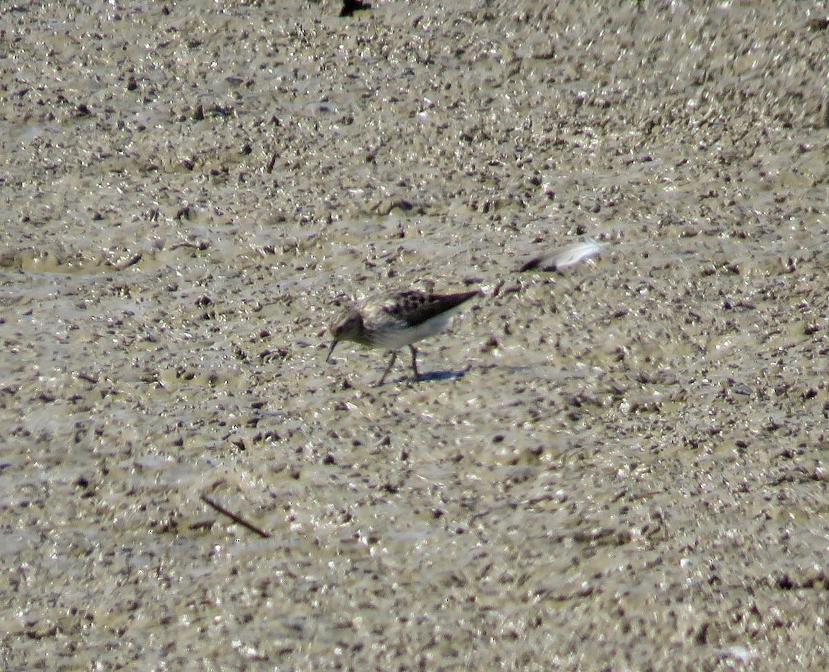 Least Sandpiper - ML112888081