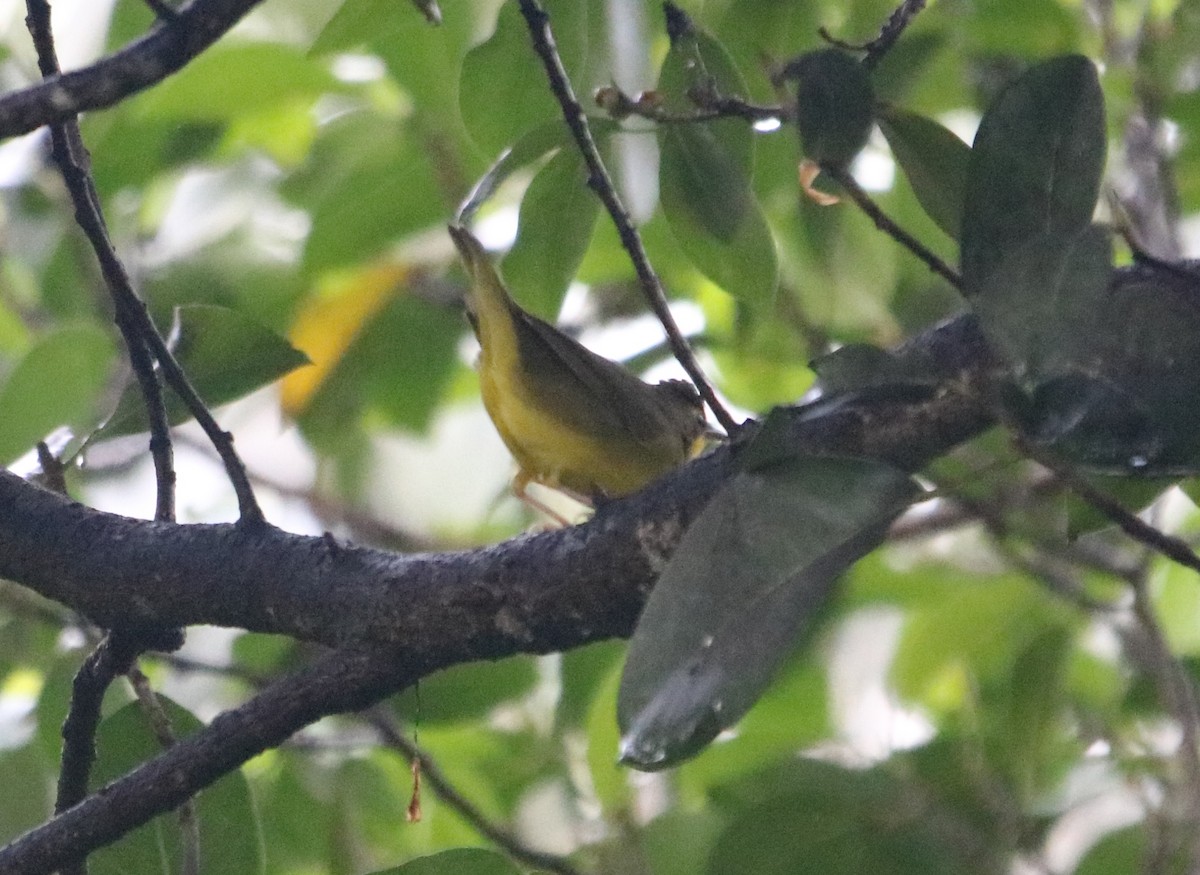 Kentucky Warbler - ML112888431