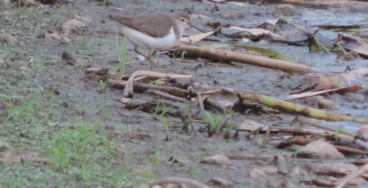 Common Sandpiper - Libor Schröpfer